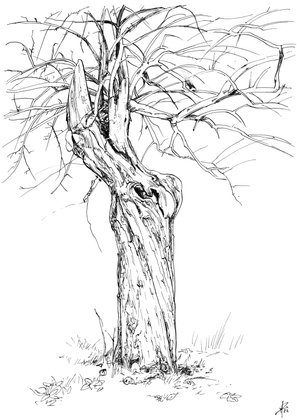 old boskoop tree