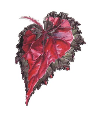 begonia leaf