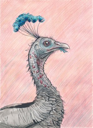 turkey as peacock