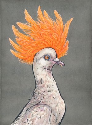 pigeon as hoopoe
