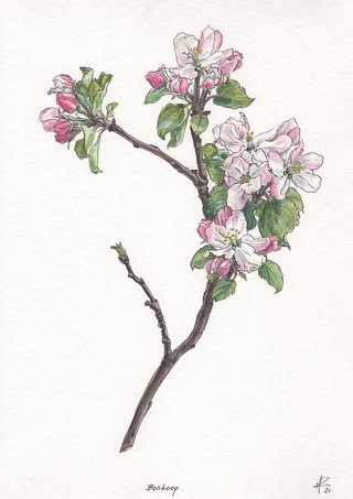 Boskoop apple blossom
