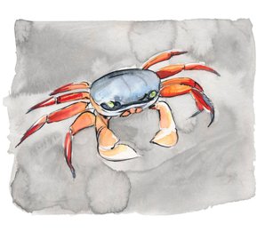 costa rica crab