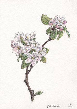 apple blossom Jakob Fischer