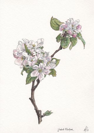 Jakob Fischer apple blossom