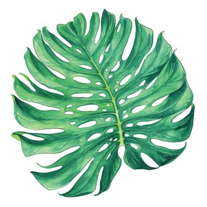 philodendron foliage